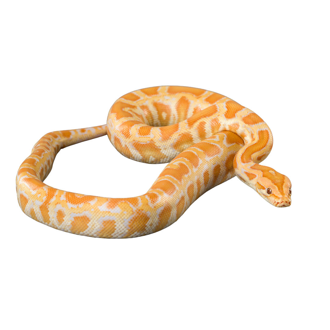 REPTILE PRODUCTS