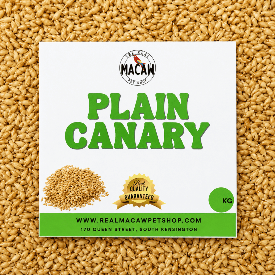 Plain Canary