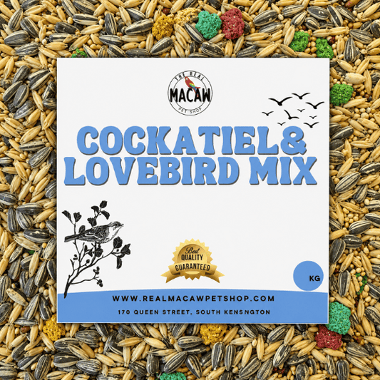 Cockatiel/Lovebird Mix