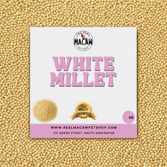 White Millet