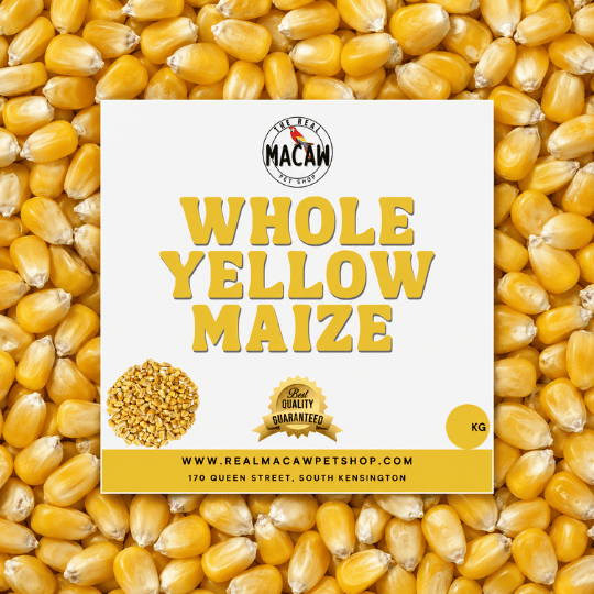 Whole Yellow Maize