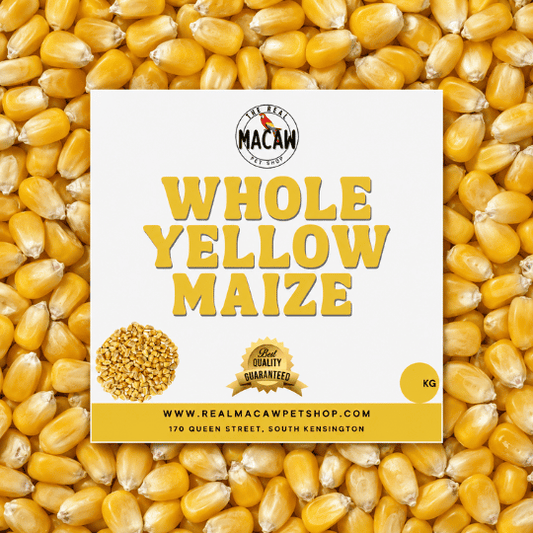 Whole Yellow Maize